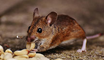 24 Hour & Emergency Exterminators in Forks Of Salmon, CA
